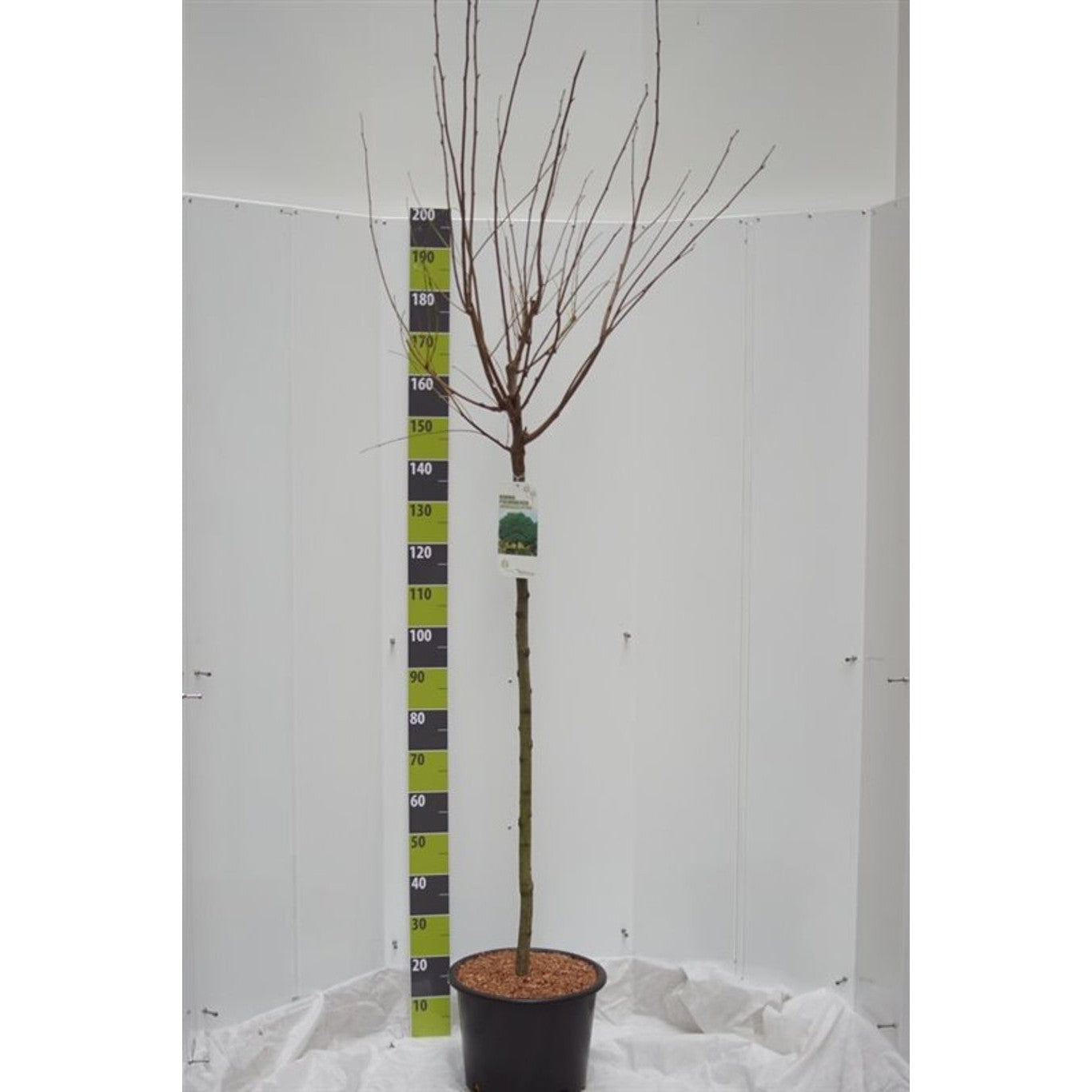 Robinia – Robinia ps. 'Umbraculifera' - 120 CM Stem C20